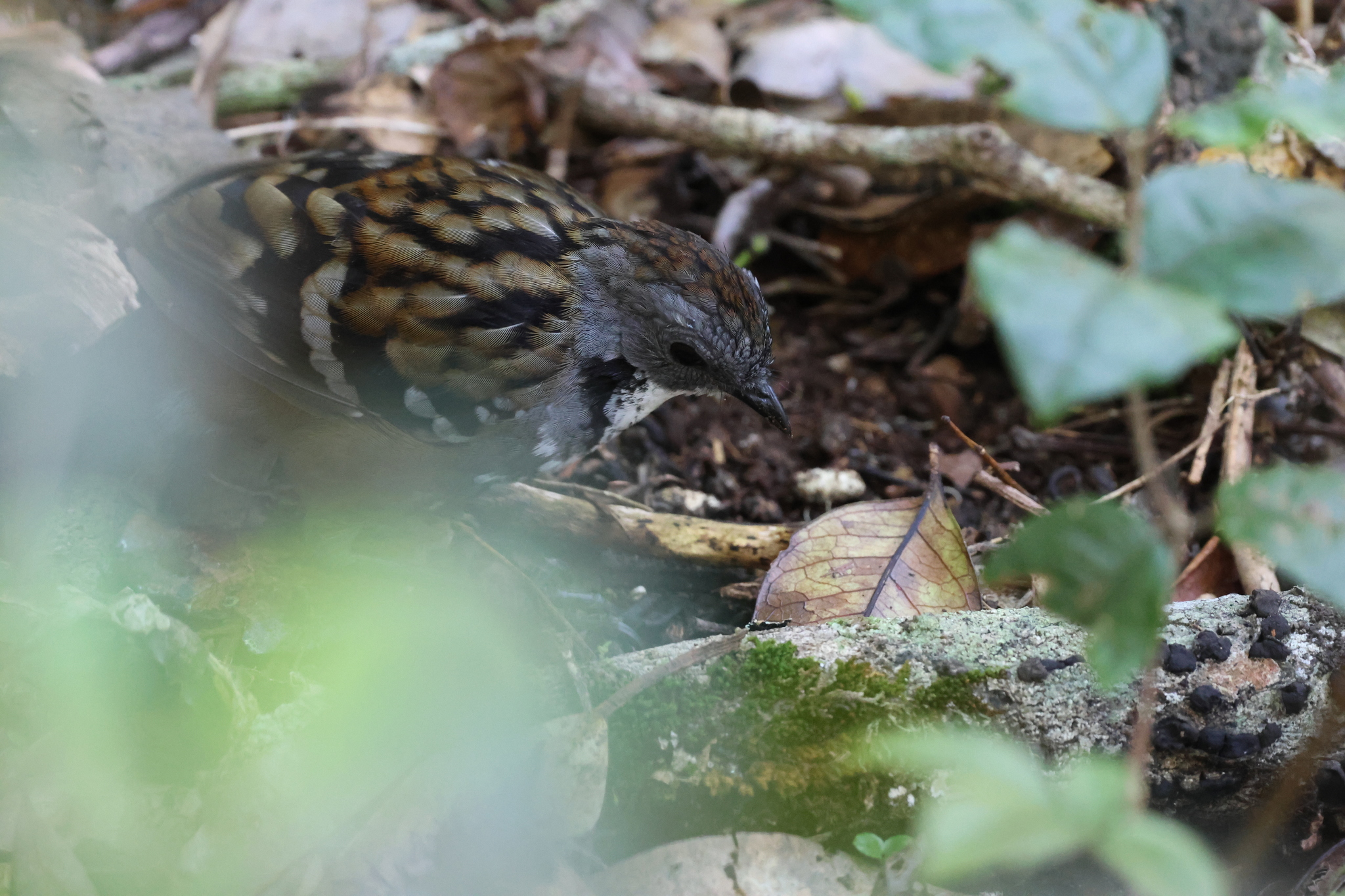 Australian Logrunner (Orthonyx temminckii), photo 4