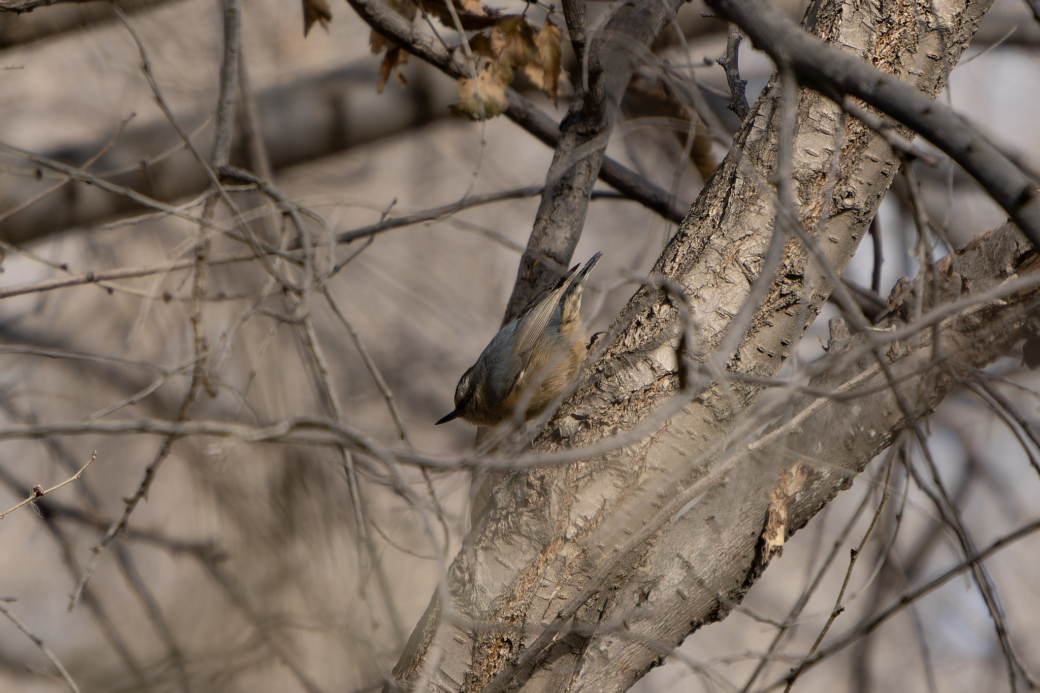 Chinese Nuthatch (Sitta villosa), photo 3