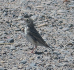 Anthus hellmayri