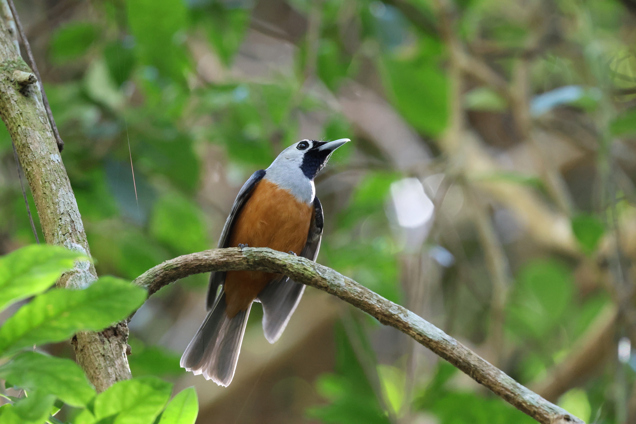 Black-faced Monarch (Monarcha melanopsis), photo 4