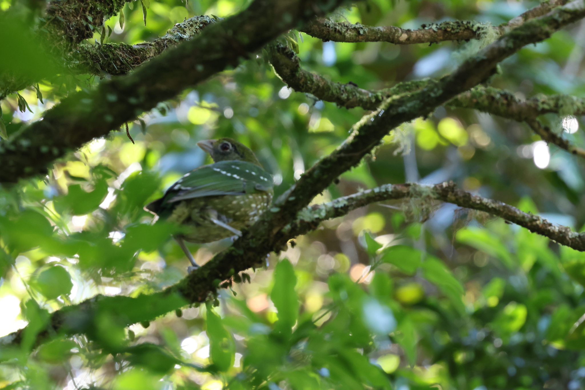 Green Catbird (Ailuroedus crassirostris), photo 4