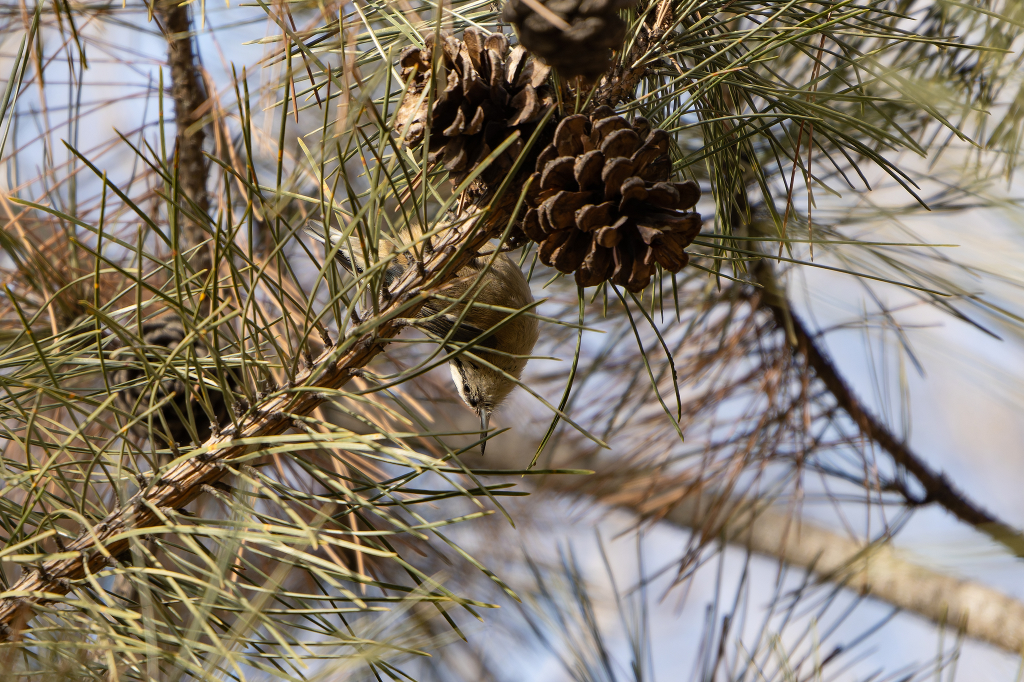 Chinese Nuthatch (Sitta villosa), photo 2