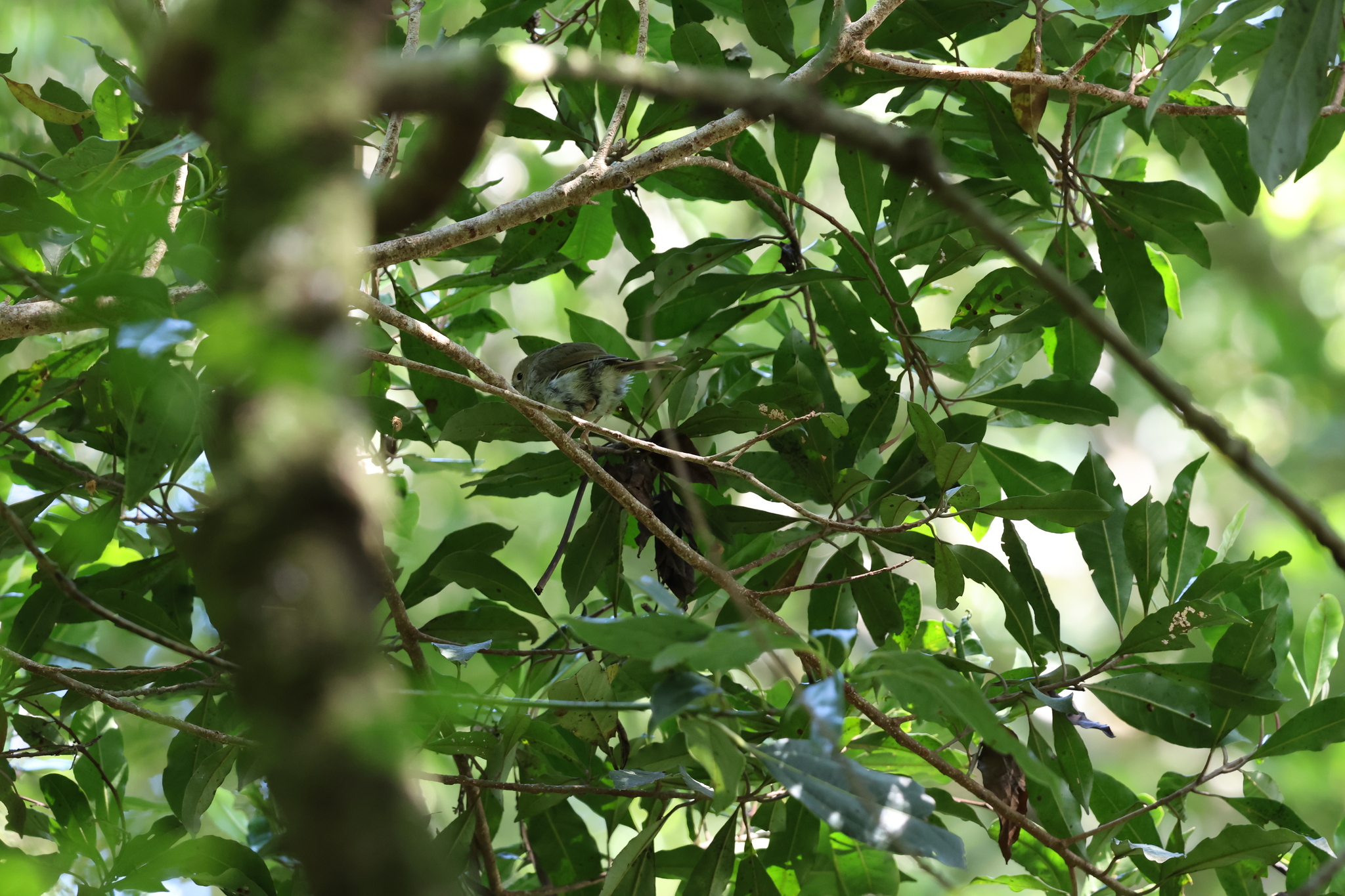 Large-billed Scrubwren (Sericornis magnirostra), photo 1