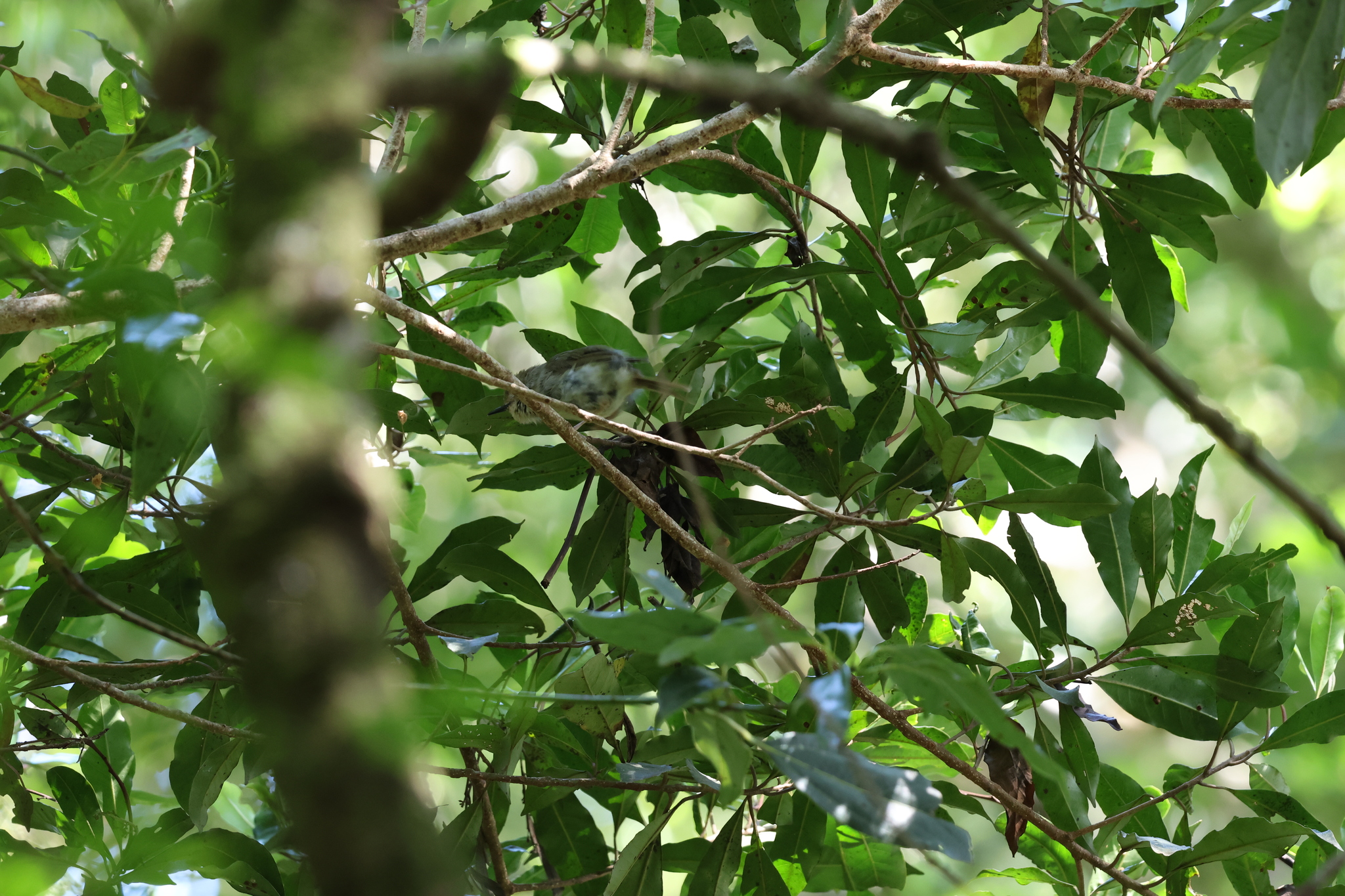Large-billed Scrubwren (Sericornis magnirostra), photo 2