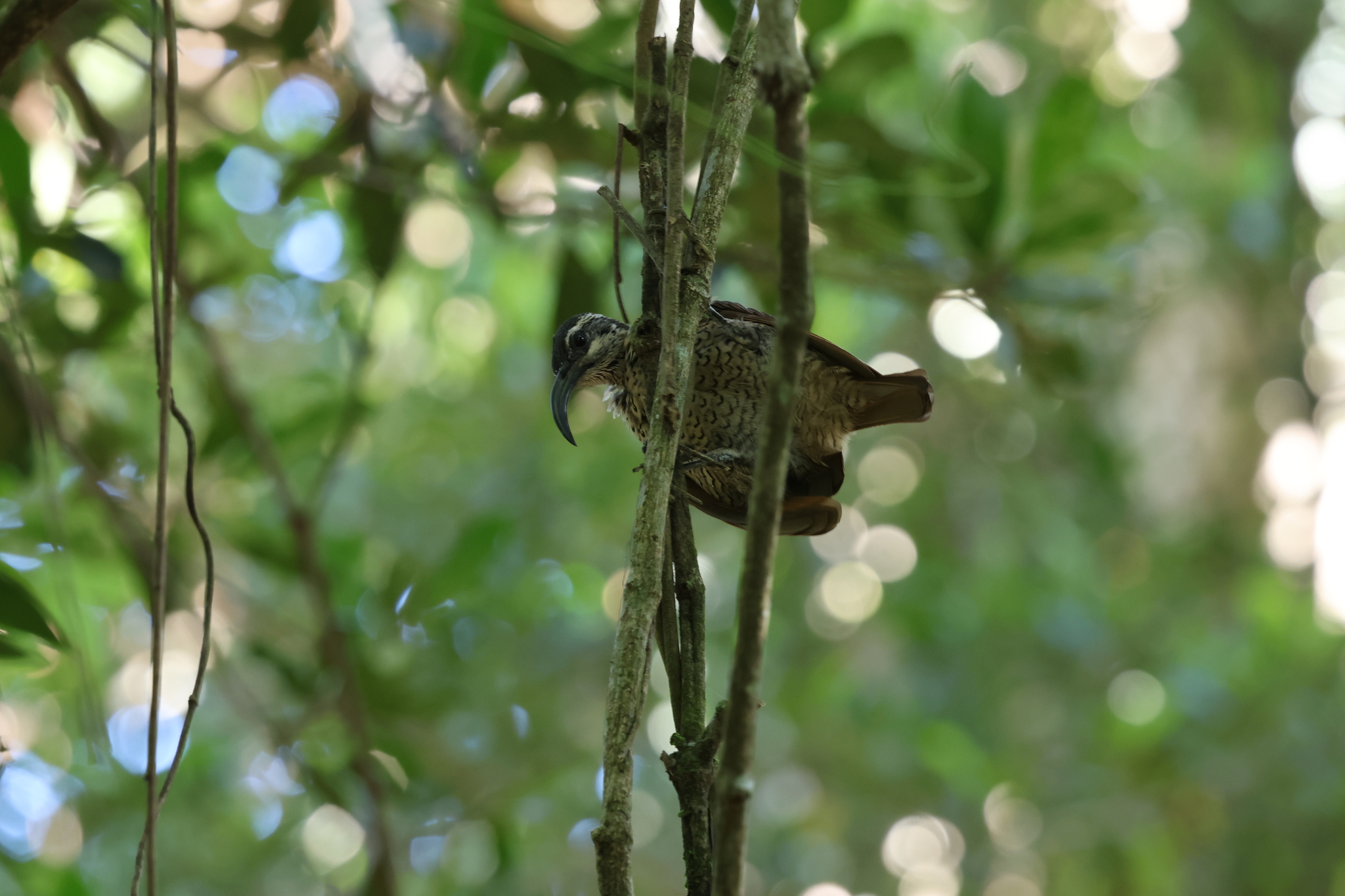 Paradise Riflebird (Ptiloris paradiseus), photo 3