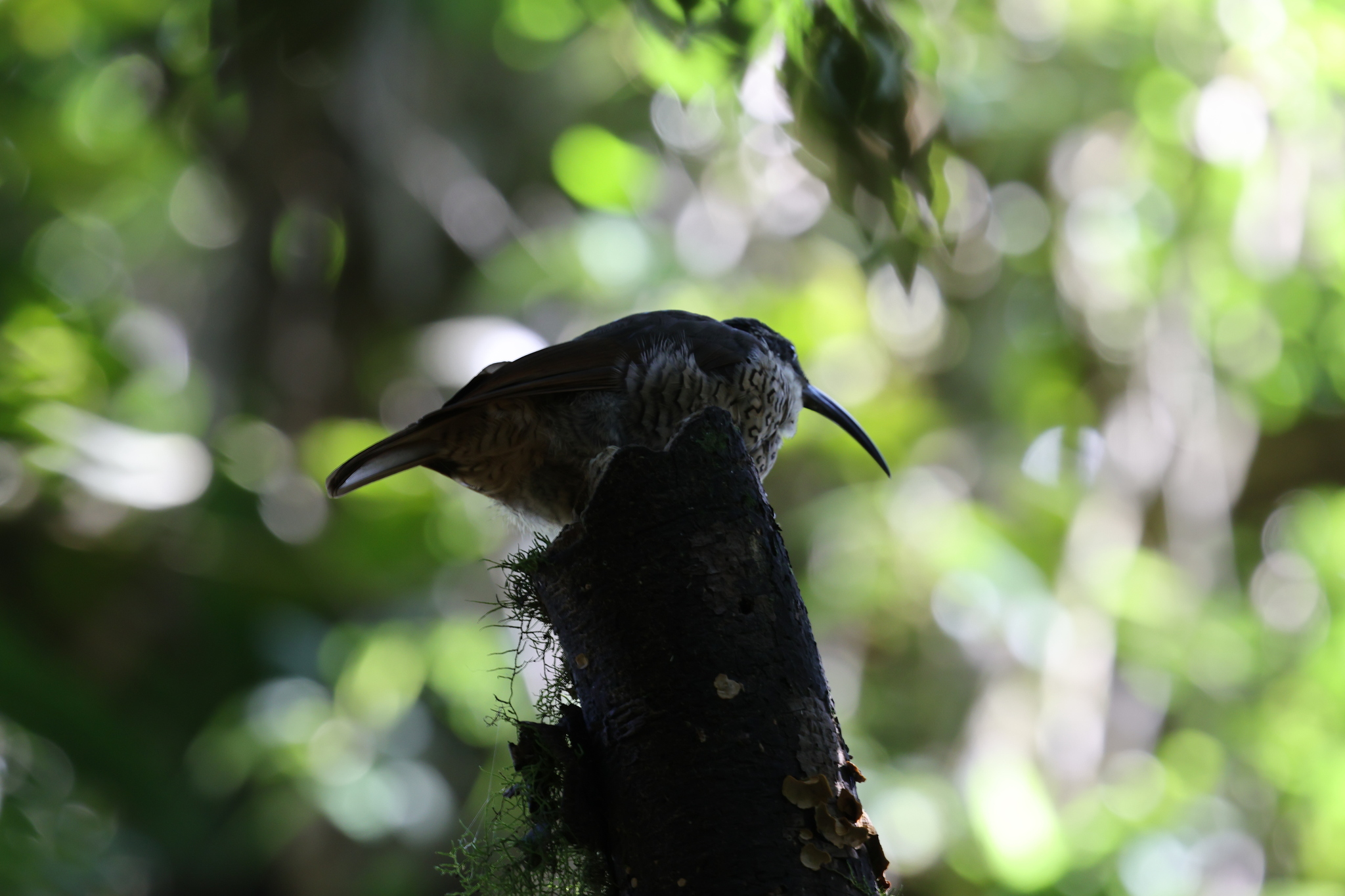 Paradise Riflebird (Ptiloris paradiseus), photo 4