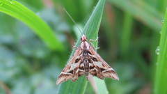Diasemia grammalis