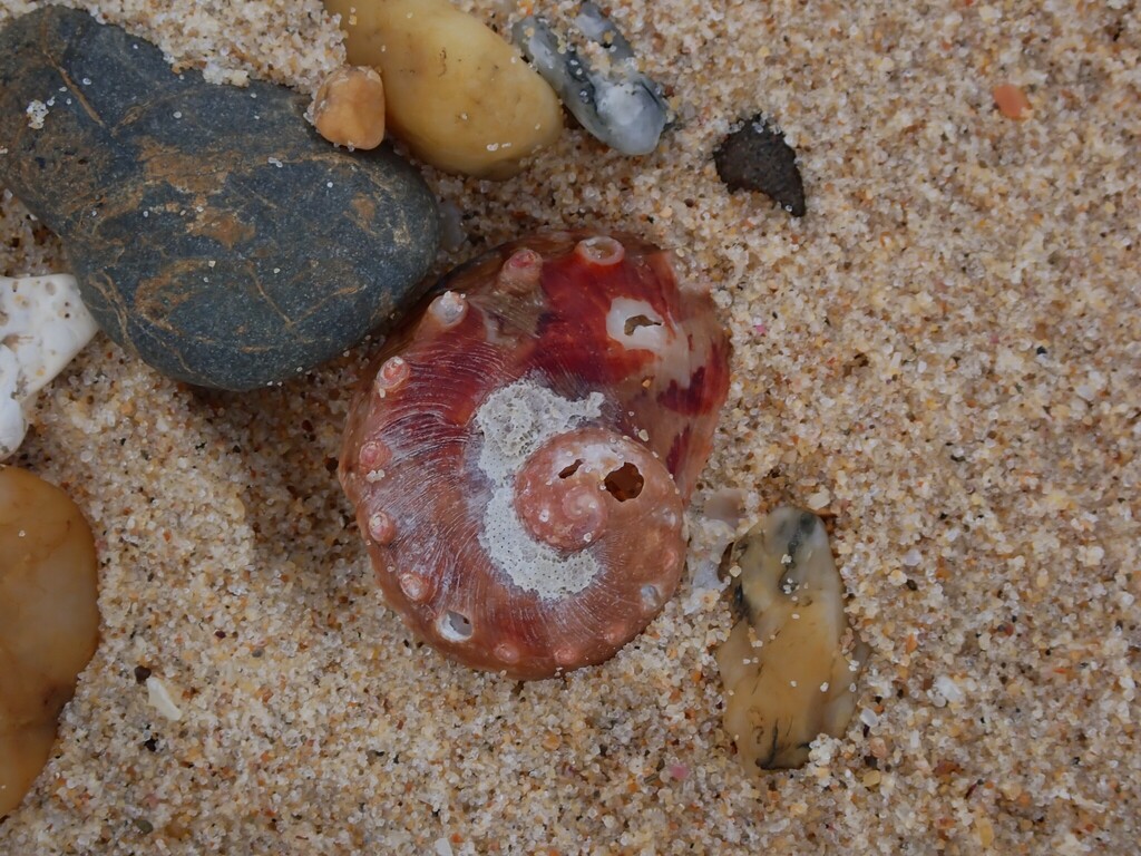 Brazier's ear shell from Bundagen NSW 2454, Australia on January 15 ...