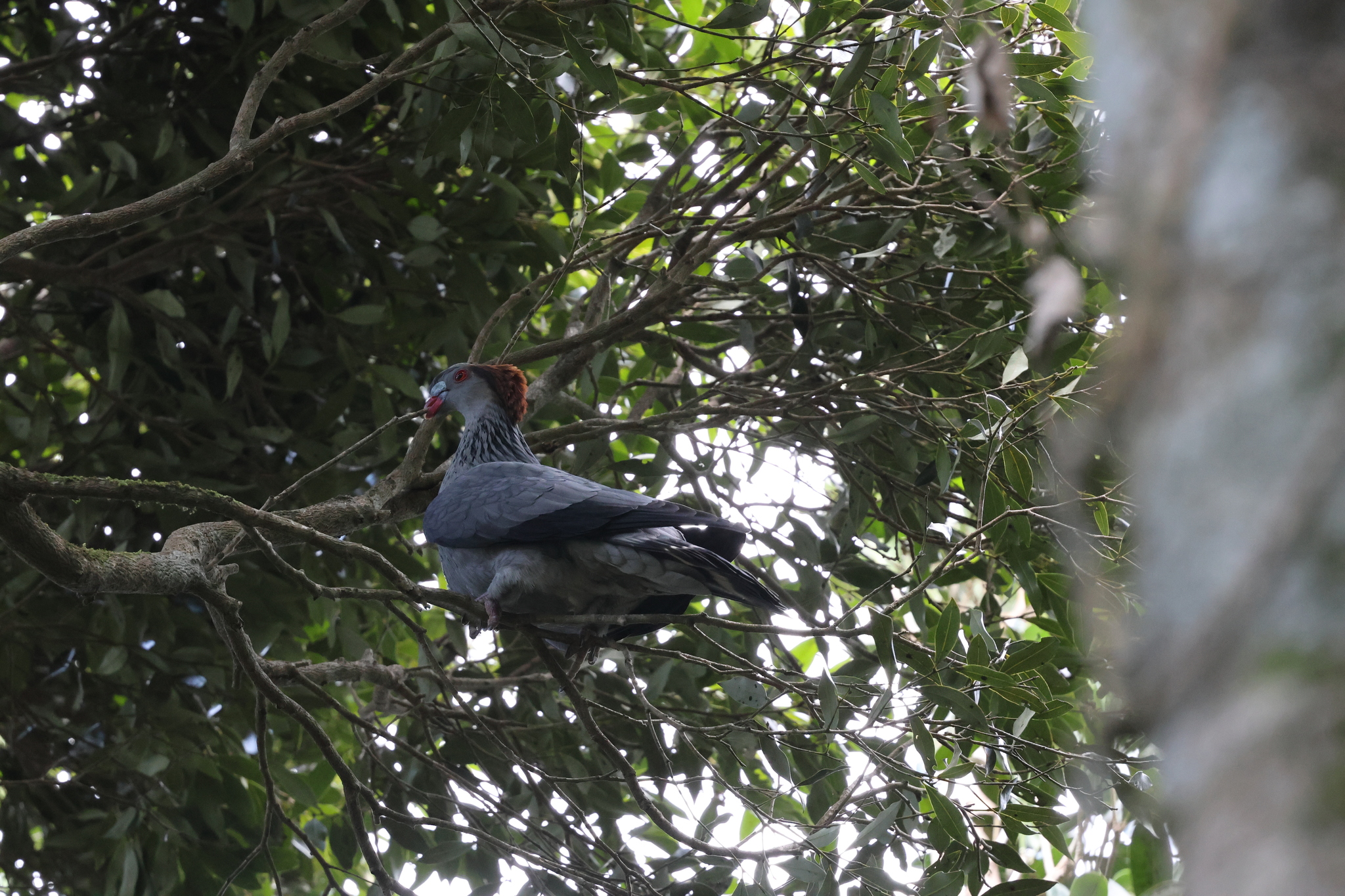 Topknot Pigeon (Lopholaimus antarcticus), photo 4
