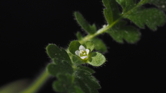 Eucrypta chrysanthemifolia bipinnatifida