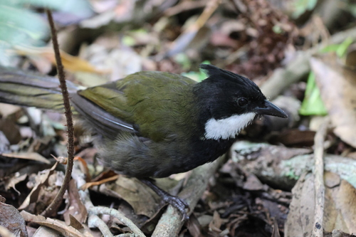 Eastern Whipbird (Psophodes olivaceus), photo 5