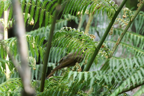 Lewin's Honeyeater (Meliphaga lewinii), photo 4