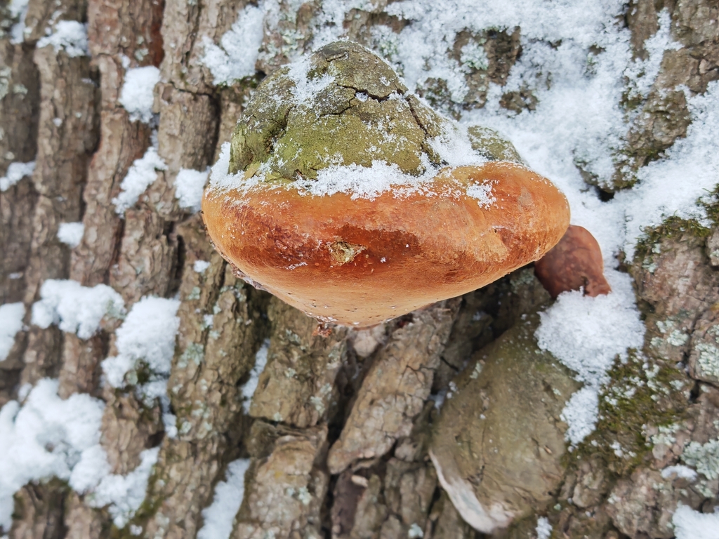 Fomitiporia robusta · January 2026 · photo: © p_andrey (iNaturalist, cc-by-nc)