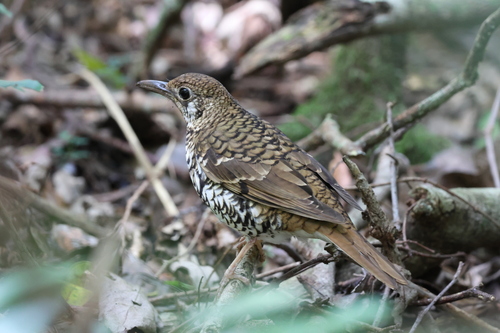 Russet-tailed Thrush (Zoothera heinei), photo 10