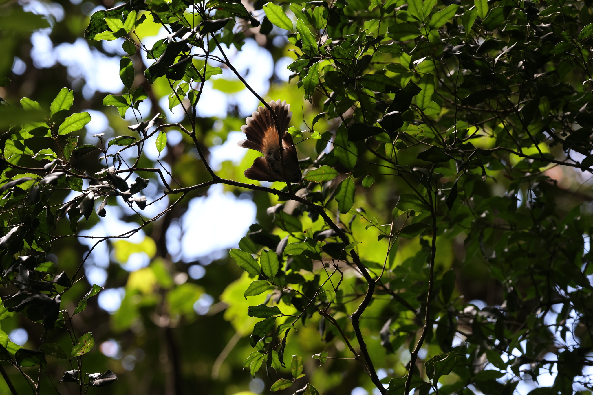 Australian Rufous Fantail (Rhipidura rufifrons), photo 10