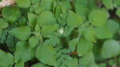 Eucrypta chrysanthemifolia bipinnatifida