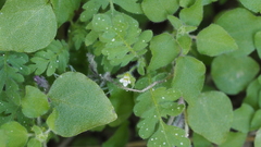 Eucrypta chrysanthemifolia bipinnatifida