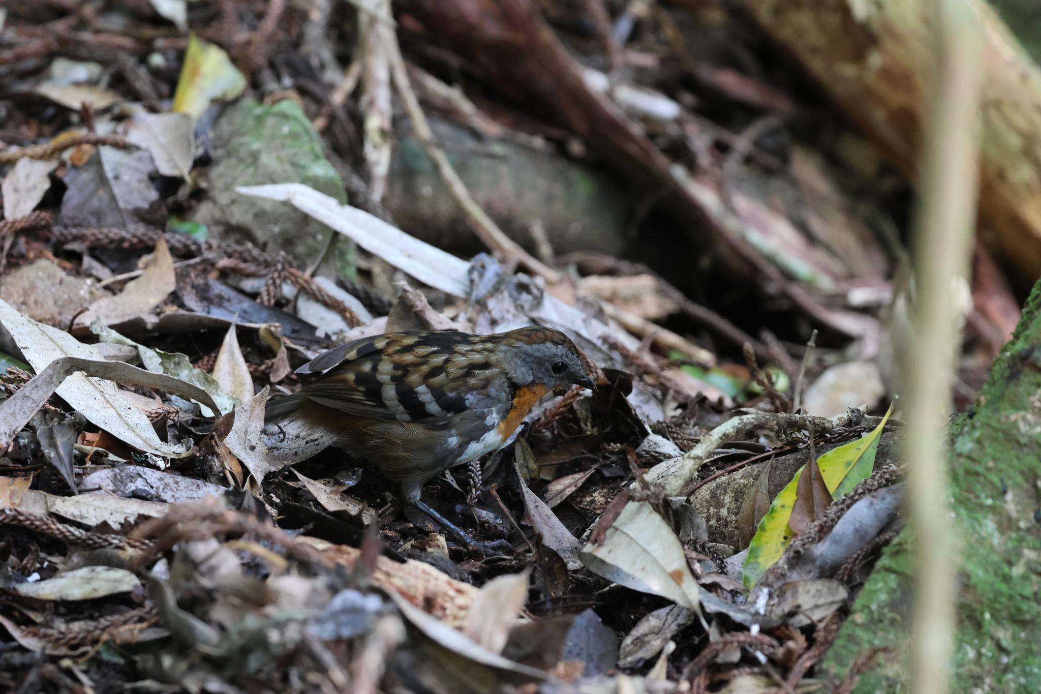 Australian Logrunner (Orthonyx temminckii), photo 2