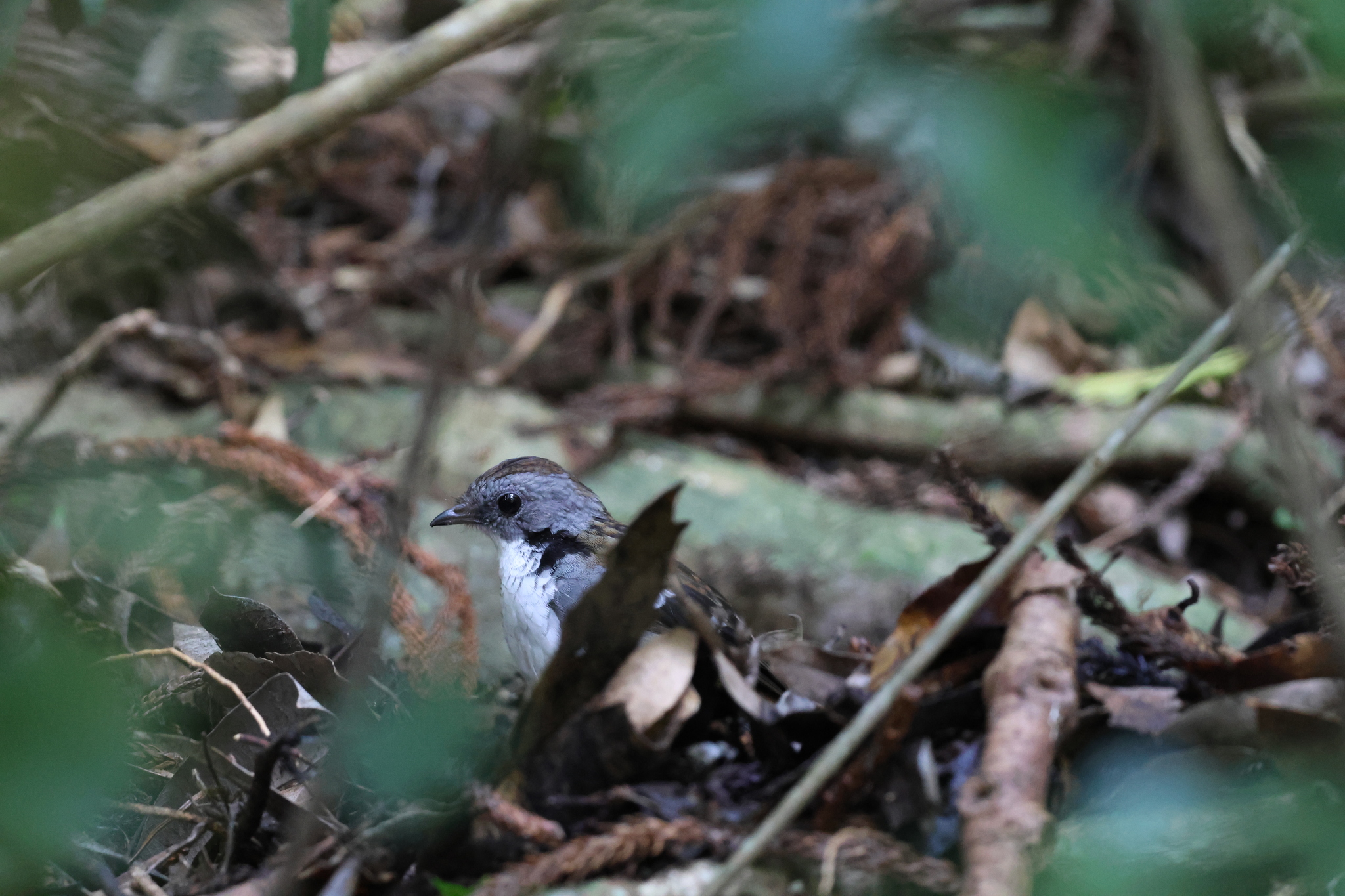 Australian Logrunner (Orthonyx temminckii), photo 1