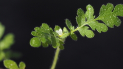 Eucrypta chrysanthemifolia bipinnatifida