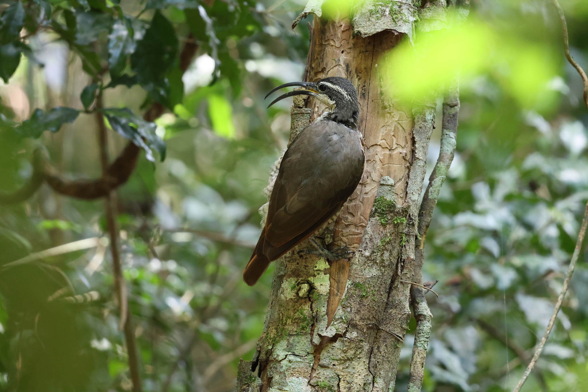 Paradise Riflebird (Ptiloris paradiseus), photo 5