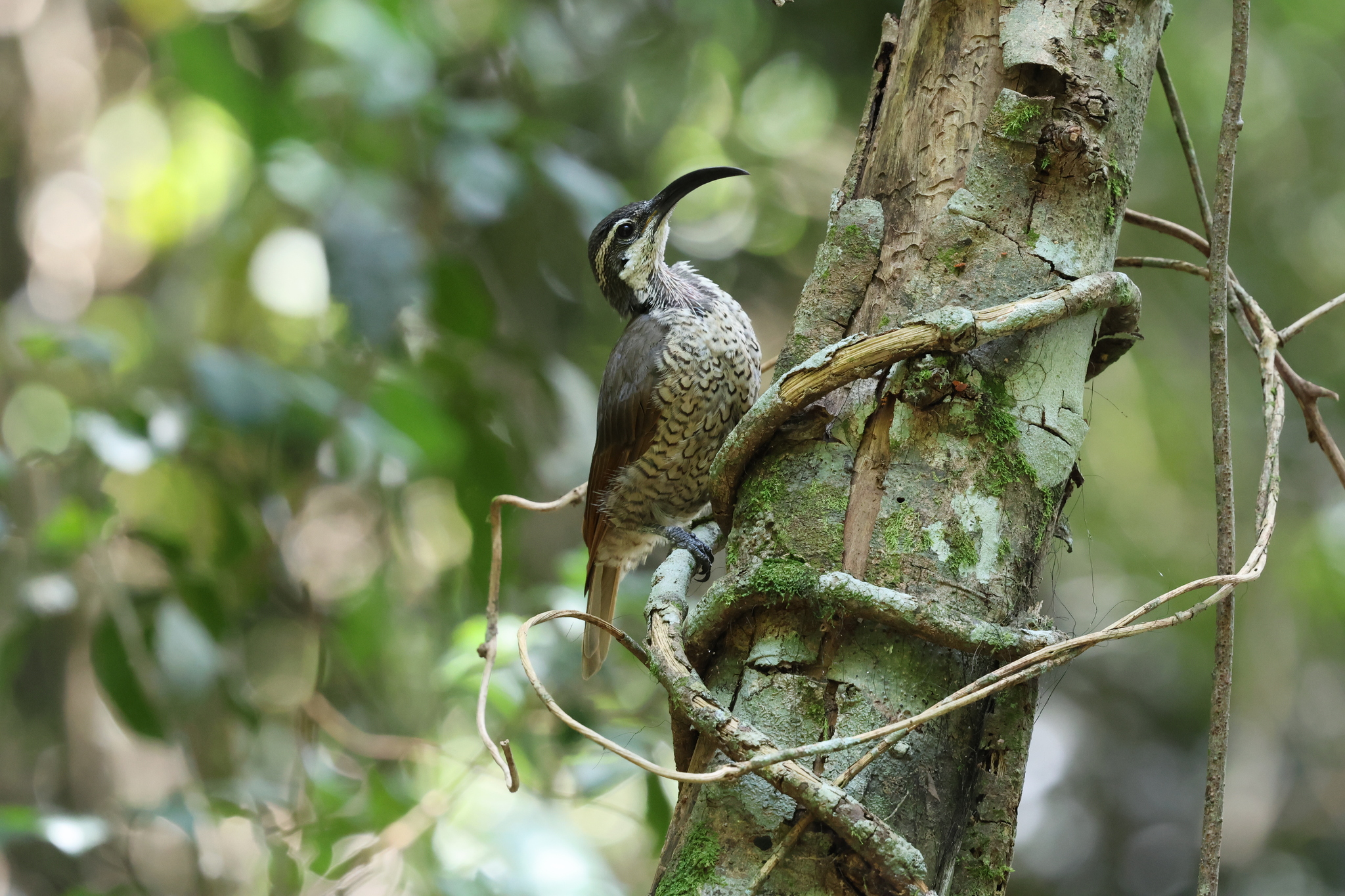 Paradise Riflebird (Ptiloris paradiseus), photo 6