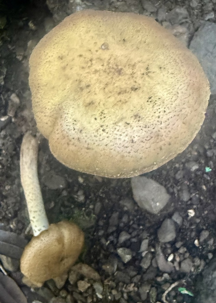 Armillaria mellea · January 2026 · photo: © hllrnnr (iNaturalist, cc0)