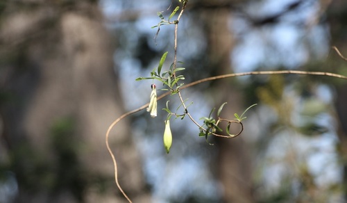 mountain apple-berry