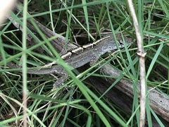 Anolis sagrei