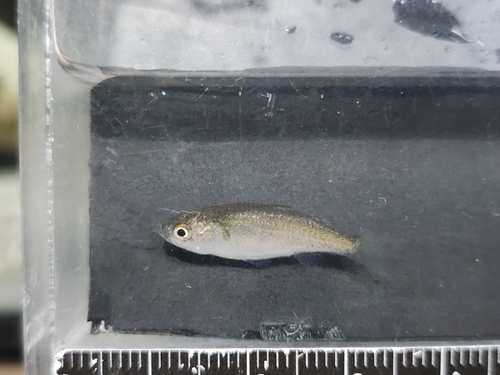 Planiliza macrolepis observed 2025-06-12