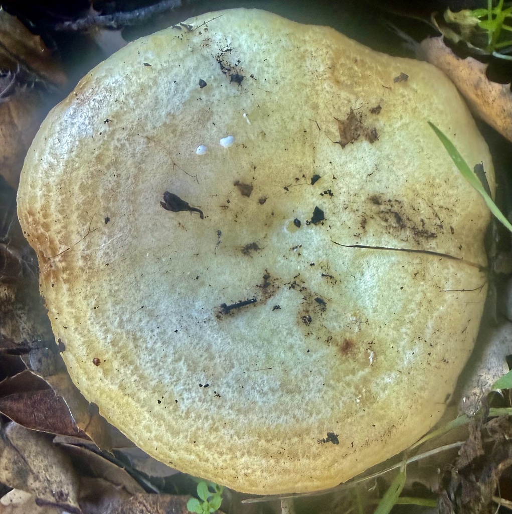 Lactarius alnicola · January 2026 · photo: © hllrnnr (iNaturalist, cc0)