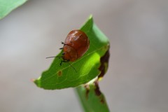 Paropsisterna aequalis