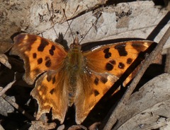 Polygonia satyrus