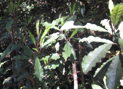 Quintinia