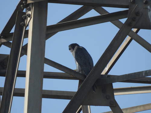 Peregrine Falcon observed by digvijay6
