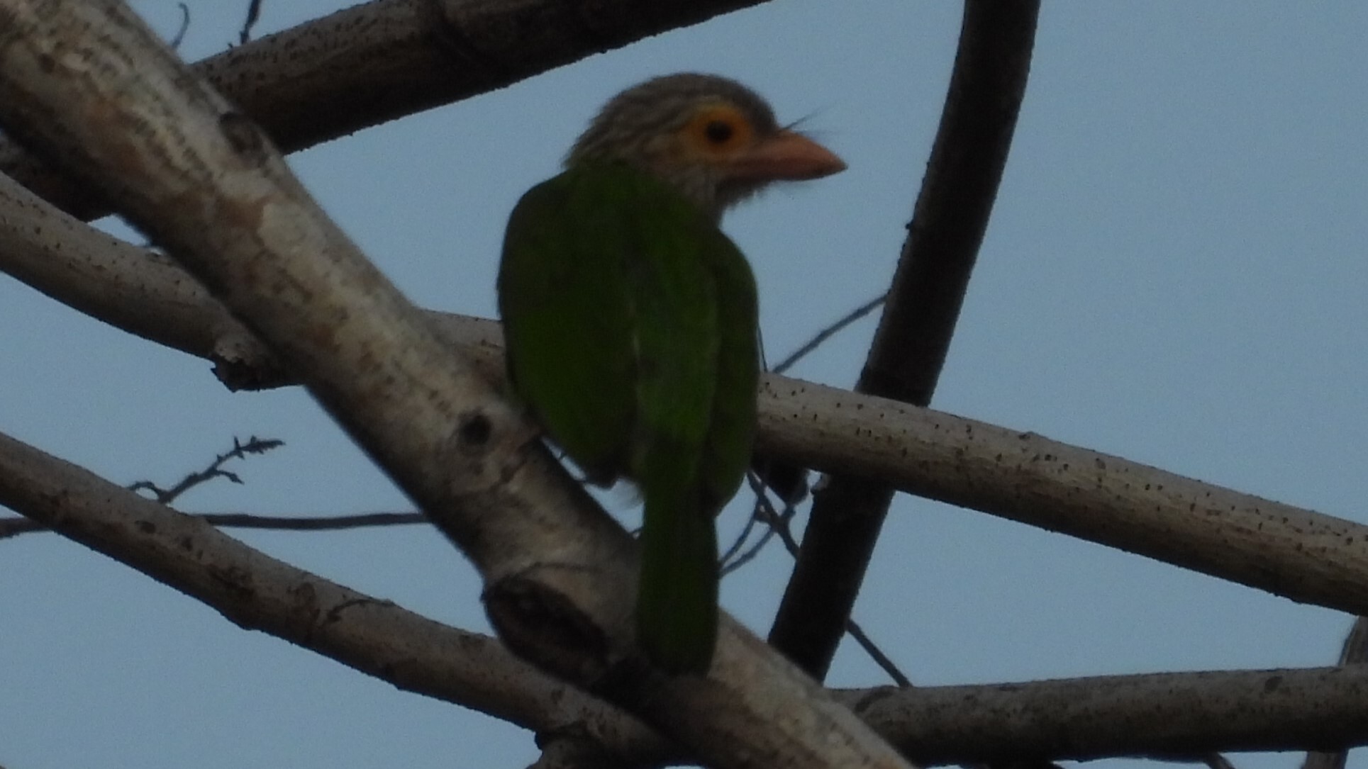 Lineated Barbet (Psilopogon lineatus), photo 2