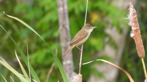 Oriental Reed Warbler (Acrocephalus orientalis), photo 2