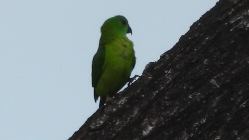Blue-crowned Hanging Parrot (Loriculus galgulus)