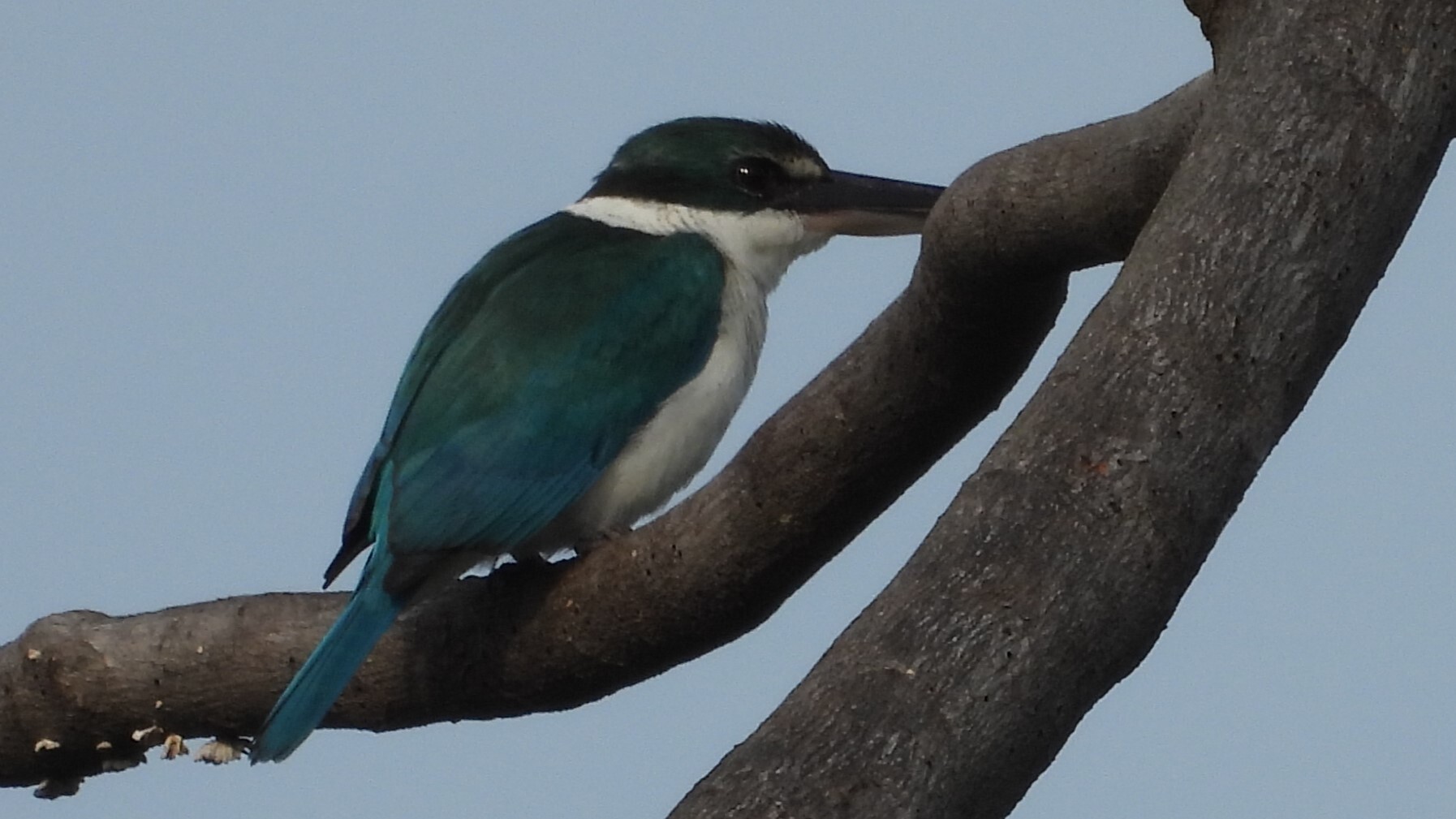 Collared Kingfisher (Todiramphus chloris), photo 4