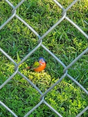 Passerina ciris image