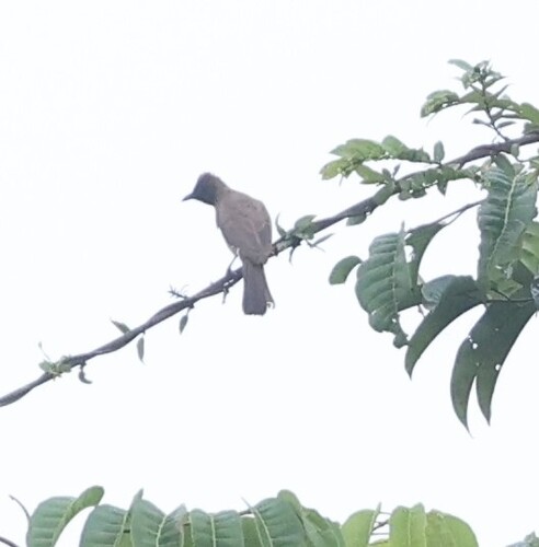 Common Bulbul