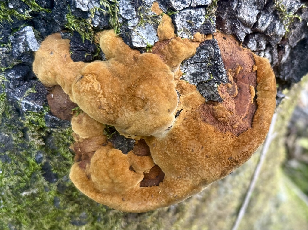 Fuscoporia gilva · January 2026 · photo: © hllrnnr (iNaturalist, cc0)