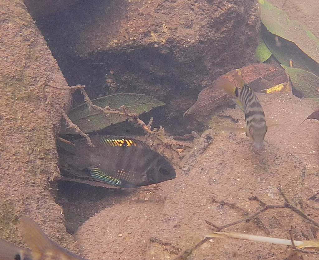 Convict Cichlid