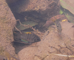 Convict Cichlid photo 1