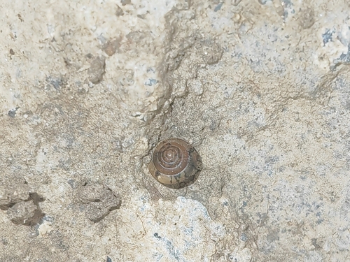 Kaliella depressa, 2026-01-15