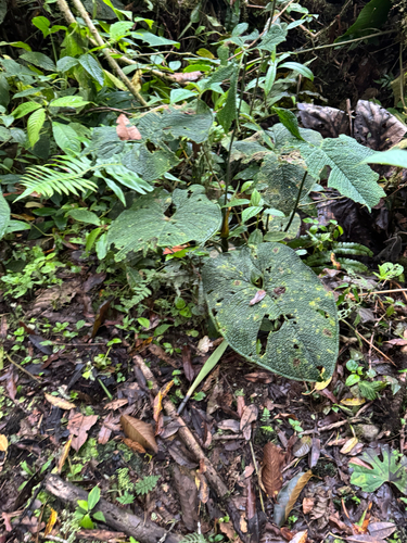 Anthurium corrugatum, photograph 6