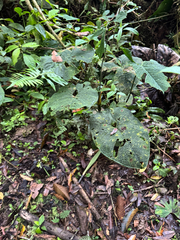 Anthurium corrugatum, photograph (c) Elizabeth Axley, some rights reserved (CC BY)