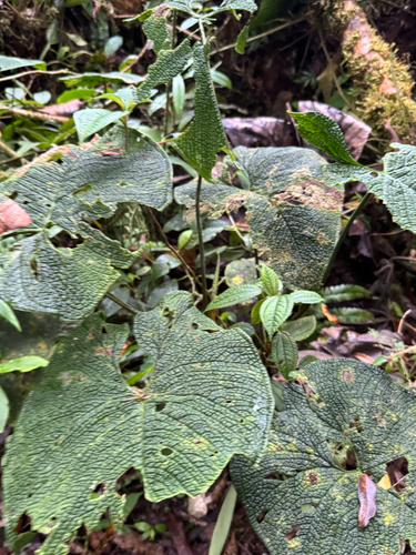 Anthurium corrugatum, photograph 4