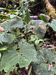Anthurium corrugatum, photograph (c) Elizabeth Axley, some rights reserved (CC BY)
