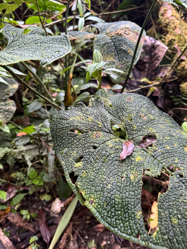 Anthurium corrugatum, photograph 3